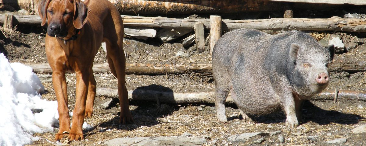 Doppelmoral Wir Lieben Und Wir Essen Tiere Puschtra